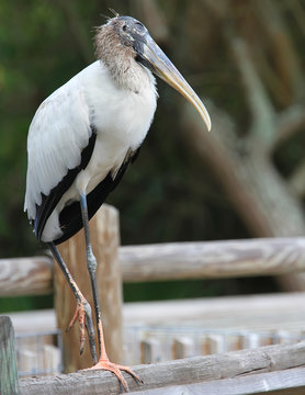 wood stork, florida, wild life