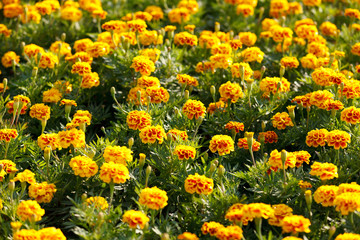 Orange marigolds growing