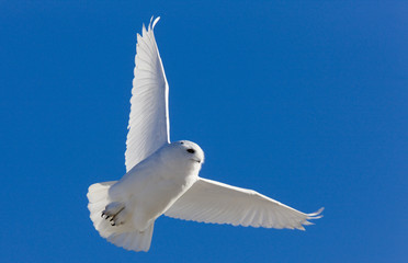 Snowy Owl in Flight