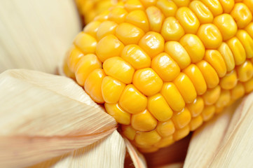 reifer Mais - Detail