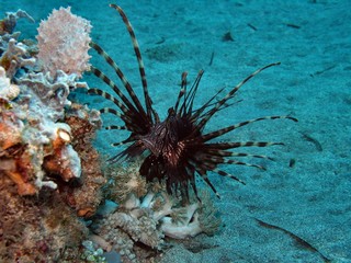 lion fish