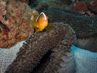 pesce pagliaccio