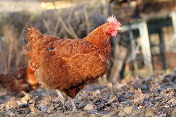 Hen in the bio farm