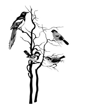 birds silhouette on white background