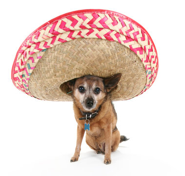 Chihuahua With A Sombrero