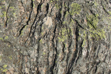 roca arrugada con liquenes