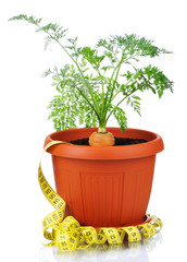 Carrot in plastic pot