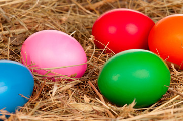 Fototapeta na wymiar Eggs in nest