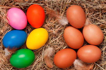 Eggs in nest