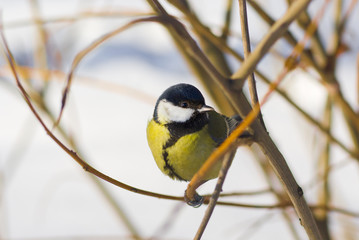 Fototapeta premium Little cute blue tit sitting on a branch under winter sunlight
