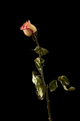 The dried rose