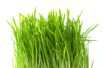 green grass,  bundle