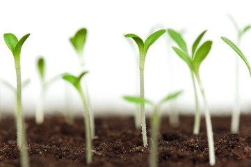 Green seedling