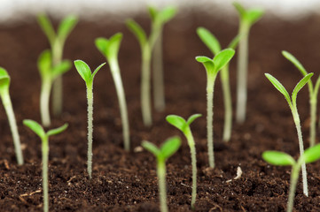 Green seedling