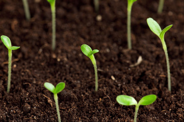 Green seedling