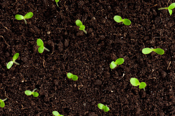 Green seedling