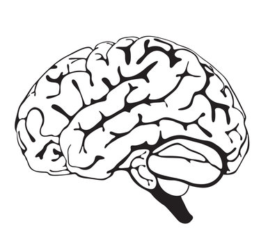 drawing brain closeup
