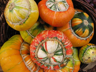 calabash