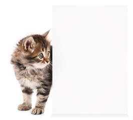 Kitten with blank