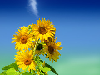 Sunflowers