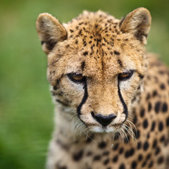 Cheetah (Acinonyx jubatus)