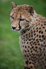 Naklejka na ściany i meble Cheetah (Acinonyx jubatus)