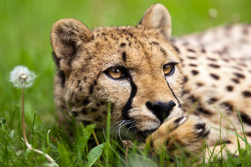 Cheetah (Acinonyx jubatus)