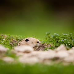 very cute black tailed prairie dog (Cynomys ludovicianus)