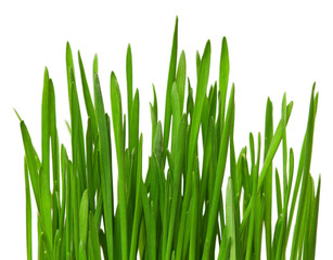 Wheat grass