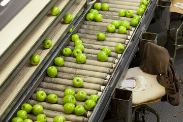 Granny Smith Apples on Conveyor Belt