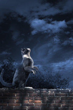 alley cat standing in the moonlight