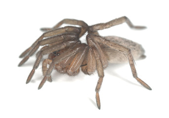 Ground spider isolated on white background, extreme close-up
