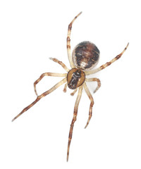 Orb weaver spider isolated on white background