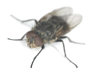 Housefly isolated on white background, high magnification