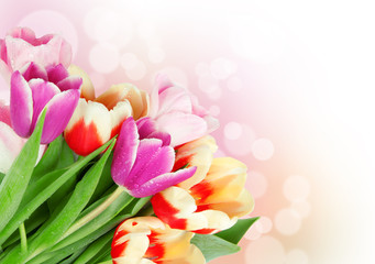 Obraz premium Tulip flowers postcard concept
