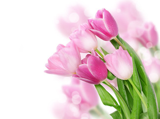 Tulip flowers postcard concept