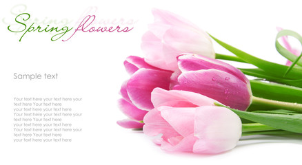 Tulip flowers postcard concept
