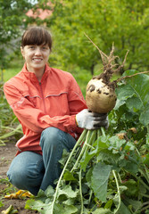 woman  harvesting rutabaga
