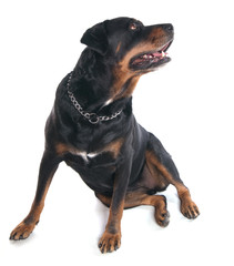 Chien Rottweiler