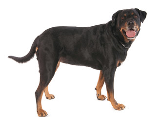 Rottweiler debout
