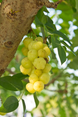 Gooseberry fruit