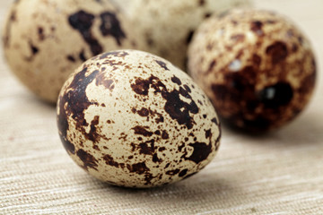 Obraz premium quail eggs