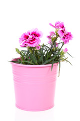 Naklejka na ściany i meble Pink Carnation flower in pot