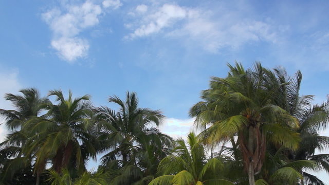 Palms with blue sky background
