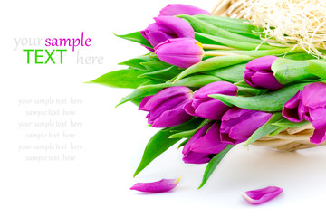 Pink tulips on white background, with sample text