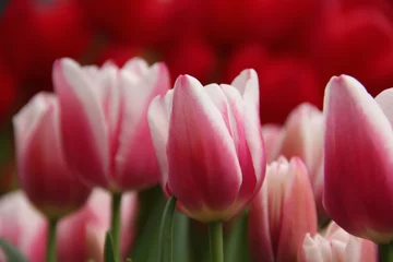 Crédence de cuisine en verre imprimé Tulipe Tulips