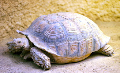 A big tortoise