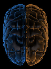 Hemispheres of the brain top view