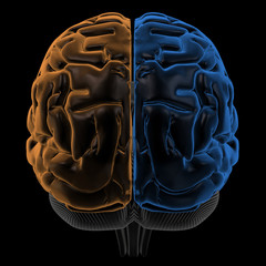 Hemispheres of the brain back view