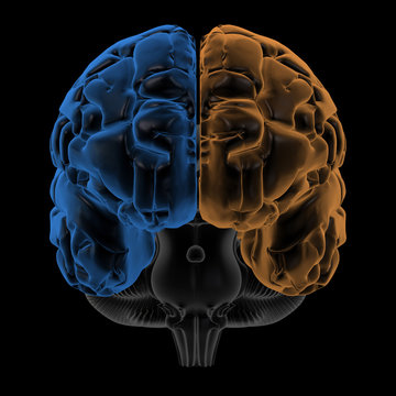 Hemispheres Of The Brain Front View